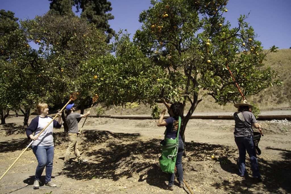 04 Franklin Cyn Orange Grove-pickers_sm